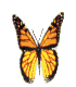 butterfly.gif (7461 bytes)